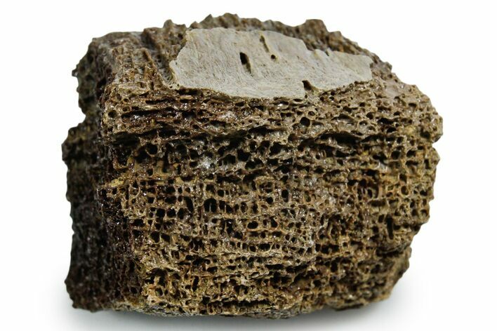 Fossil Tyrannosaur (T rex) Bone Section - Wyoming #353587